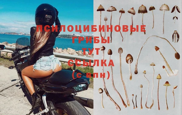 гидра Богданович